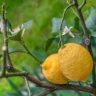 are lemons a fruit