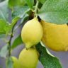 are lemons toxic to dogs