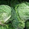 are lettuce and cabbage related