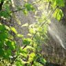 are lettuce aphids harmful to humans