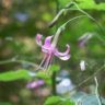 are lettuce flowers edible