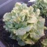 are lettuce perennial