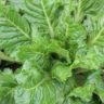 Are Lettuce Plants Toxic to Cats