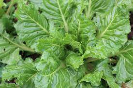Are Lettuce Plants Toxic to Cats
