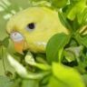 Can Budgies Eat Carrots