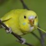 can budgies eat lettuce