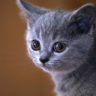 can cats eat lettuce