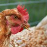 can chickens eat lettuce