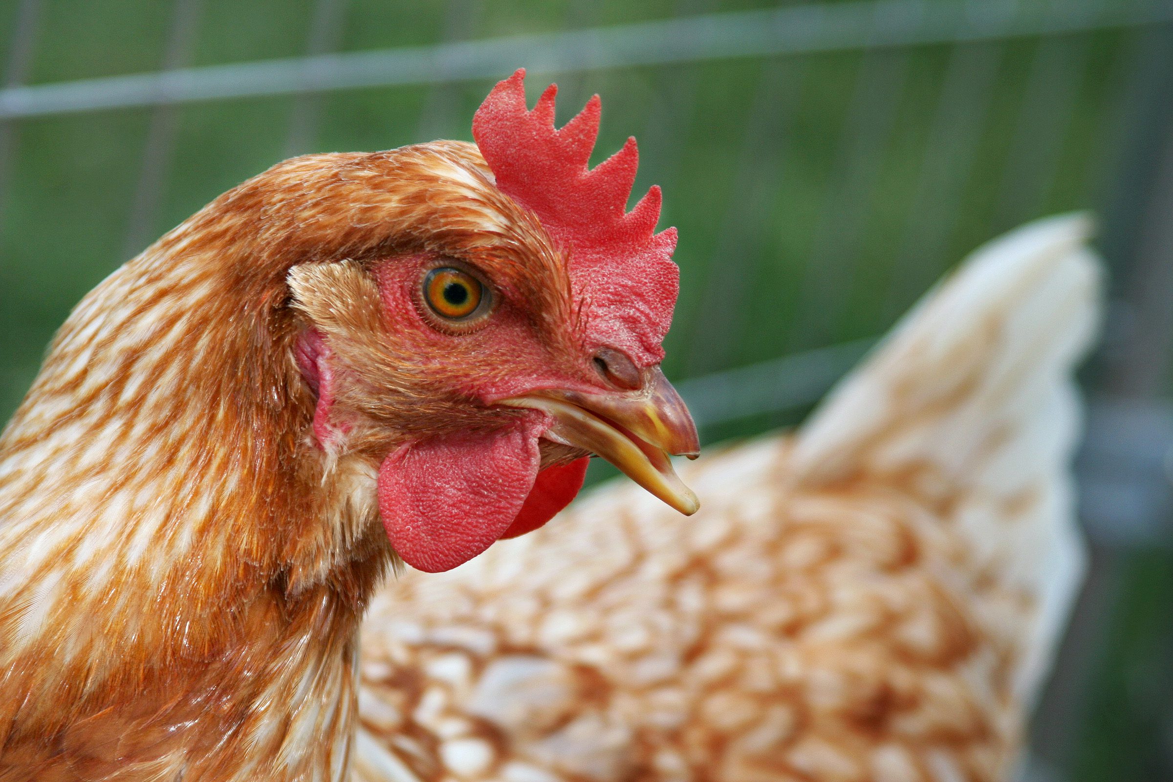 can chickens eat lettuce