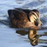 Can Ducks Eat Lettuce