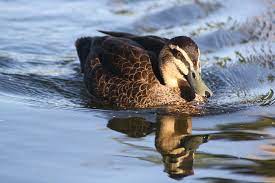 Can Ducks Eat Lettuce