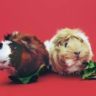 can guinea pigs eat cos lettuce