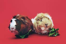 can guinea pigs eat cos lettuce
