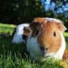 can guinea pigs eat iceberg lettuce
