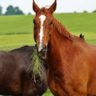 can horses eat lettuce