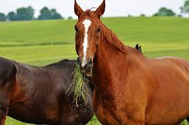 can horses eat lettuce