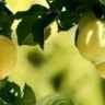 can lemons grow in shade