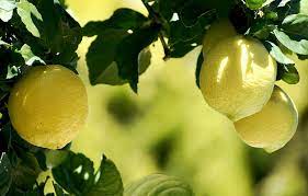 can lemons grow in shade