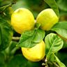 can lemons grow in the uk