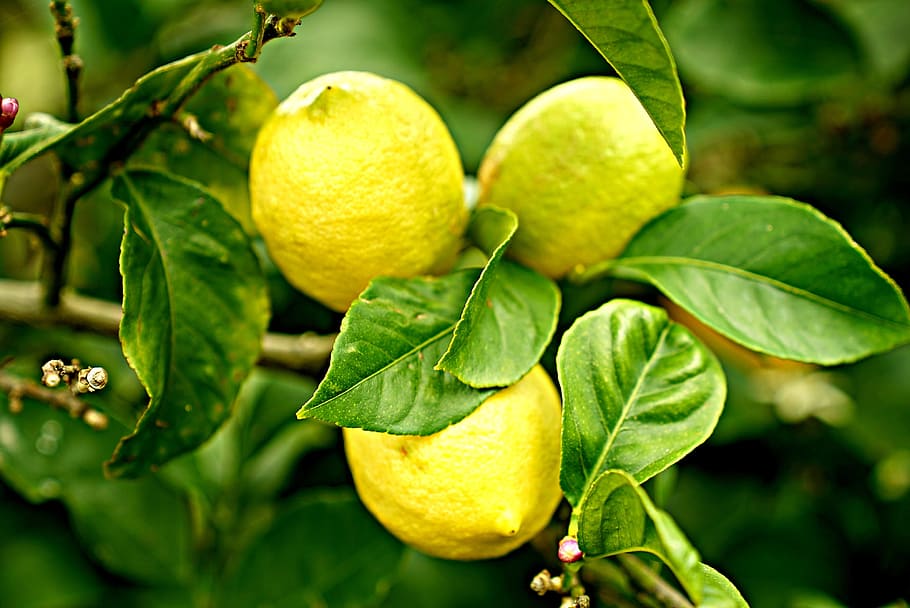 can lemons grow in the uk