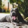 can lemons kill dogs