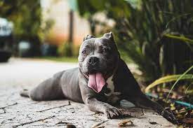 can lemons kill dogs
