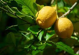 Can Lemons Ripen Off The Tree
