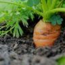 can lettuce and carrots be planted together