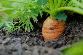 can lettuce and carrots be planted together