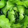 can lettuce be frozen
