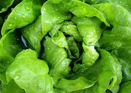 can lettuce be frozen