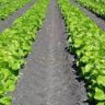 can lettuce be transplanted