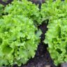 can lettuce cause constipation