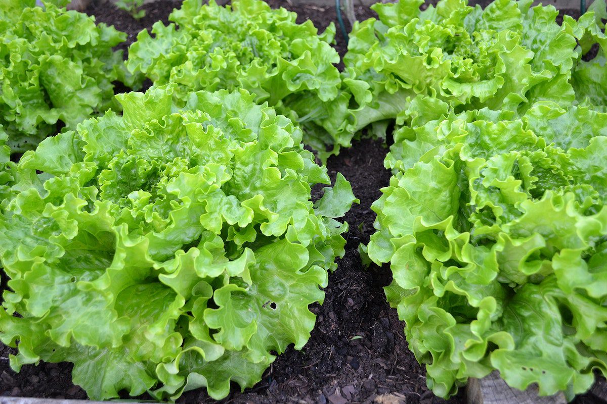 can lettuce cause constipation