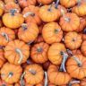 can pumpkin cause gas