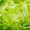 can rabbits eat cos lettuce
