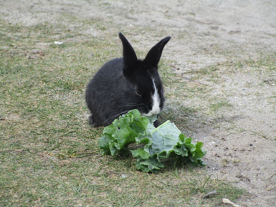 can rabbits eat leaf lettuce