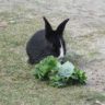 can rabbits eat lettuce