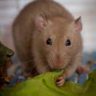 can rats eat lettuce