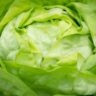 can you freeze lettuce
