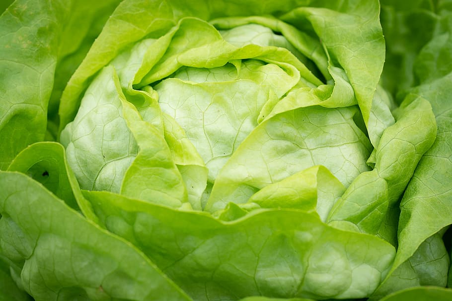 can you freeze lettuce