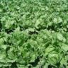 Can You Grow Lettuce in Winter