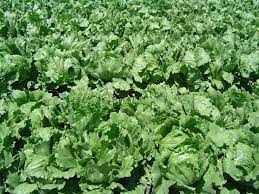 Can You Grow Lettuce in Winter