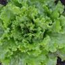Do Lettuce Need Full Sun