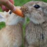 Do Rabbits Eat Carrots
