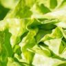 does lettuce have nutrients