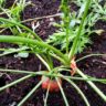 How do Carrots Grow