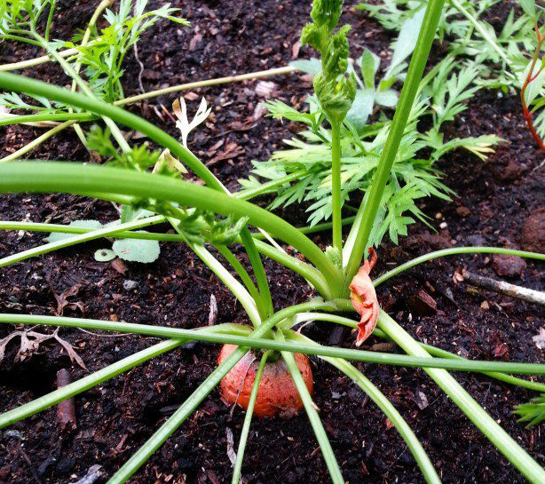 How do Carrots Grow