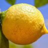 How do Lemons Taste