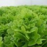 how is lettuce grown